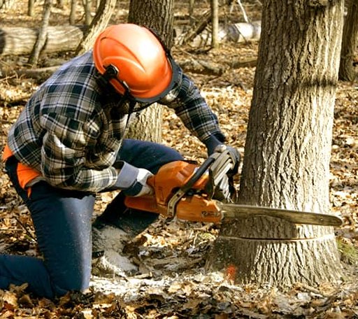 Tree Removal in Thaxton, MS